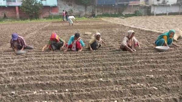 মুন্সীগঞ্জে আগাম আলু রোপনে ব্যস্ত কৃষক