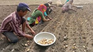 মুন্সীগঞ্জে আগাম আলু রোপনে ব্যস্ত কৃষক