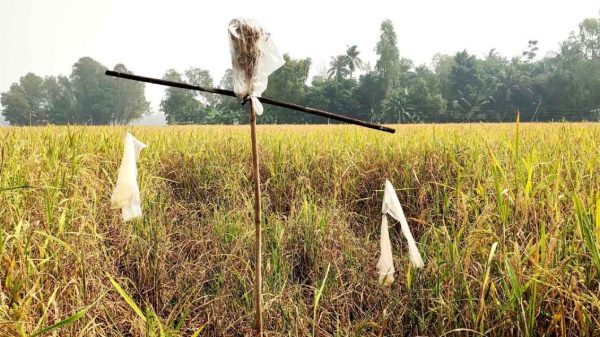 ইঁদুরের আক্রমণে আমন ধানের বড় ক্ষতি: কৃষকেরা দিশেহারা