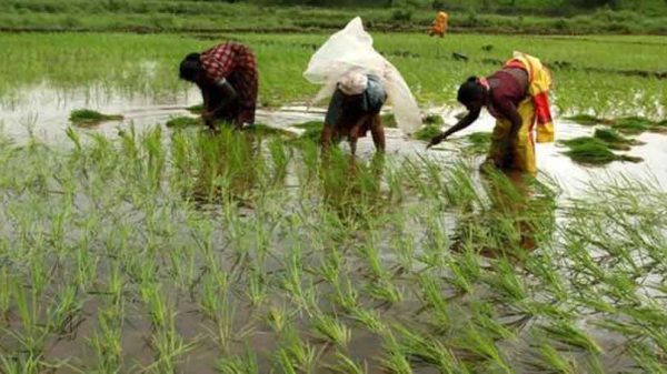 কৃষিক্ষেত্রে তাদের অবদান