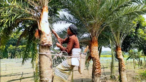 নারায়ণগঞ্জে খেজুর রসের ঐতিহ্য ফেরাতে রস বাগিচা'র ব্যতিক্রমী উদ্যোগ