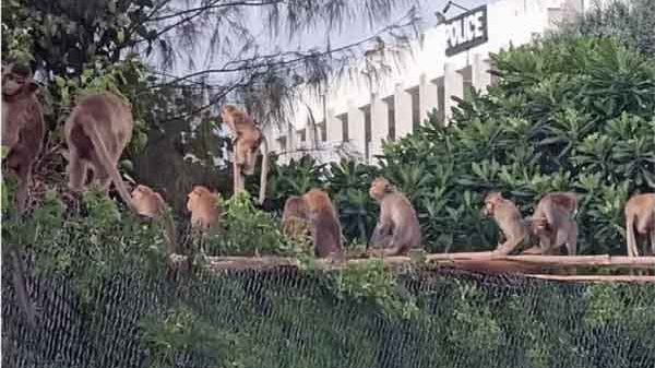 থাইল্যান্ডে পুলিশ স্টেশনে বানরের আক্রমণ