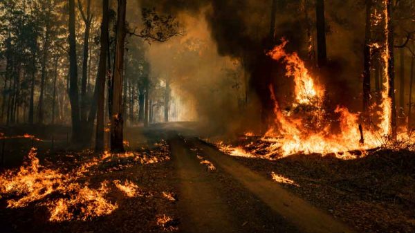 অস্ট্রেলিয়ার একটি জাতীয় উদ্যানে ভয়াবহ দাবানল