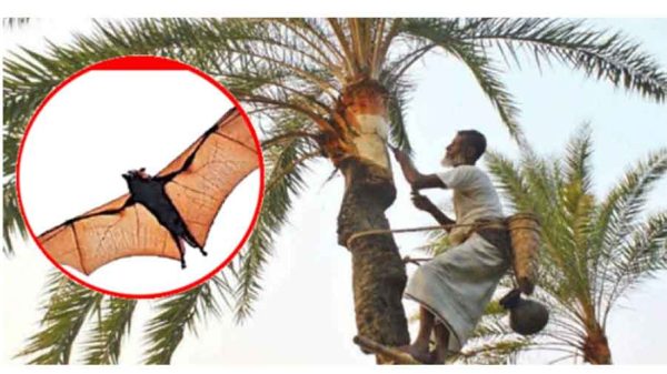 নিপাহ ভাইরাস