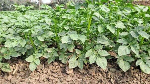 আলু আবাদে কৃষকদের আগ্রহ বৃদ্ধি