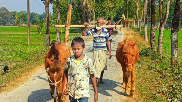 ঘোড়া দিয়ে হাল চাষ