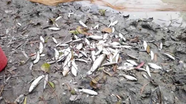 দেওয়ানগঞ্জে রাতের আঁধারে পুকুরে বিষ দিয়ে পালিয়ে যায় দুর্বৃত্তরা