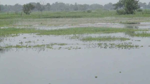 বড়াইগ্রামের বাজিতপুর বিল