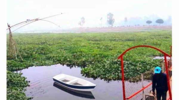 ব্রহ্মপুত্র নদে অভিসপ্ত কচুরিপানা