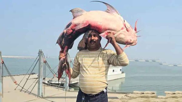 ৪২ কেজির বিরল বাগাড় মাছ