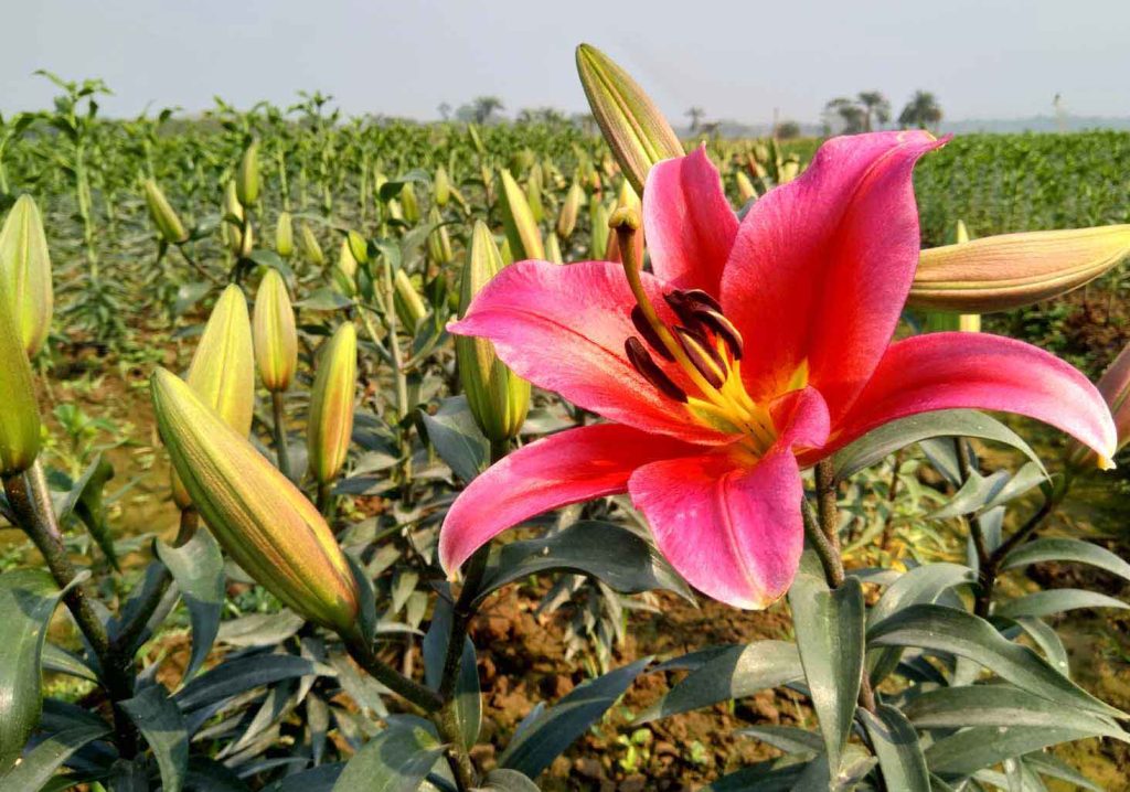ঝিনাইদহের কালীগঞ্জ উপজেলার ত্রিলোচনপুর মাঠে চাষ হওয়া লিলিয়ামের জমিতে ফোটা লিলিয়াম
