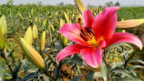 ঝিনাইদহের কালীগঞ্জ উপজেলার ত্রিলোচনপুর মাঠে চাষ হওয়া লিলিয়ামের জমিতে ফোটা লিলিয়াম