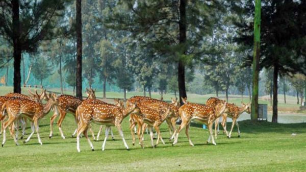 নিঝুম দ্বীপ: প্রকৃতির এক অপরূপ লীলাভূমি