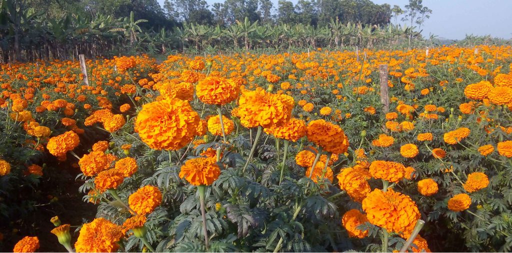 রজনীগন্ধা (গাদা) ফুলের ক্ষেত