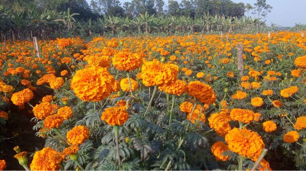 রজনীগন্ধা (গাদা) ফুলের ক্ষেত