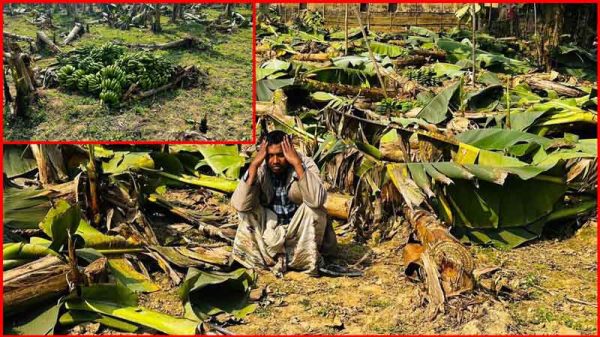 জামালপুর সদর উপজেলার বাঁশচড়া ইউনিয়নে পূর্ব শত্রুতার জের ধরে প্রায় ৯৫০ সাগর কলার গাছ কেটে বিনষ্ট করেছে প্রতিপক্ষের লোকজন।