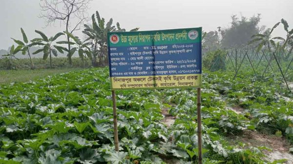 স্কোয়াশ