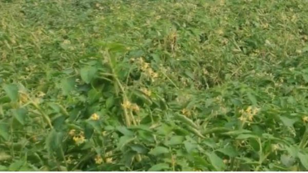 জনপ্রিয় হয়ে উঠছে মালচিং প্রযুক্তি