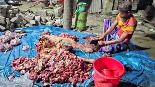 জামালপুরে ঘোড়ার মাংস