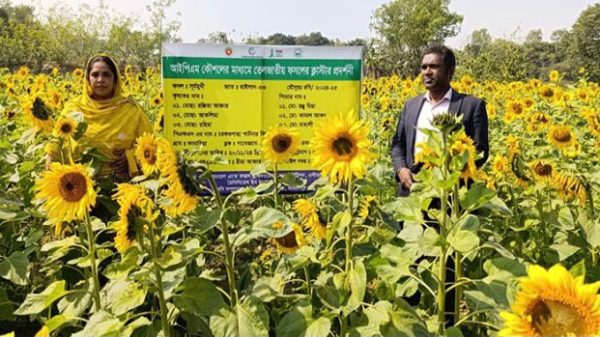 সূর্যমুখী ফুল ক্ষেত