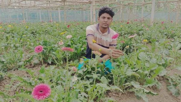 কালীগঞ্জে জারবেরা ফুল চাষে সফল তরুন কৃষি উদ্যেক্তা শামিম