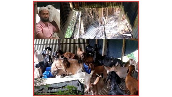 আগুনে ক্ষতিগ্রস্ত ছাগলের খামার – অগ্নিকাণ্ড থেকে প্রাণে বেঁচে যাওয়া খামারের কেয়ারটেকার সাদ্দাম।
