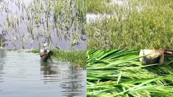 বন্যার পানিতে তলিয়ে যাওয়া কাচা ধান, এক কৃষক সেই ধান কেটে গরুকে খাওয়াচ্ছেন। কৃষকের পরিশ্রমের ফসল এখন প্রাণীদের খাদ্য।