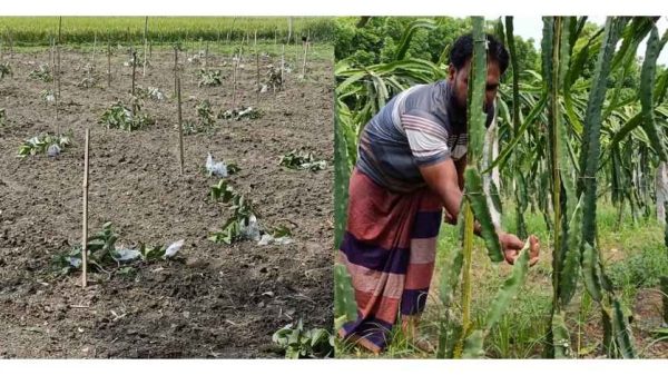 মহেশপুরে রাতের আধাঁরে দুই কৃষকের ড্রাগণ ও পেয়ারা বাগান কেটে সাবাড়