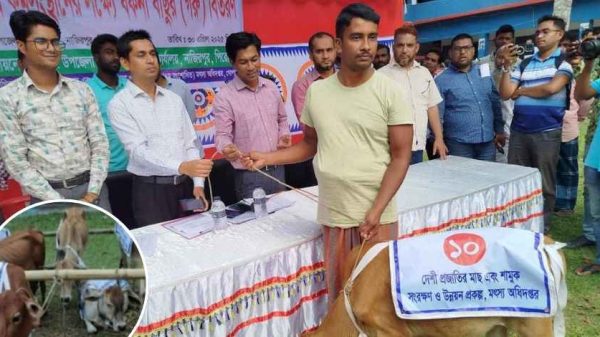 নাজিরপুরে জেলেদের মাঝে বকনা বাছুর বিতরণে দুর্নীতি ও অনিয়মের অভিযোগ