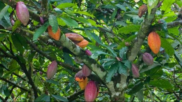 টাঙ্গাইলের তাপস বর্ধন কোকো চাষে দৃষ্টান্ত স্থাপন করেছেন। বাংলাদেশের আবহাওয়ায় সফলভাবে ফল ধরছে কোকো গাছ। জানুন তার অনুপ্রেরণামূলক গল্প ও সম্ভাবনার কথা।