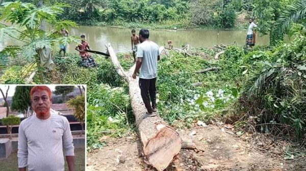 ঝিনাইদহ: সারুটিয়া থেকে প্রকাশ্যে গাছ কেটে নিচ্ছে ইউনিয়ন বিএনপির সাধারণ সম্পাদক আমিনুল ইসলাম বাবলু