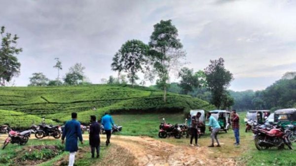 ঈদের ছুটিতে শ্রীমঙ্গলে পর্যটকের ঢল, হোটেল-রিসোর্টে শতভাগ বুকিং