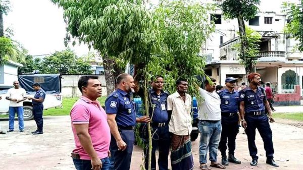 ঝিনাইদহে ১৩ ফুট উচ্চতার গাঁজার গাছসহ আটক এক মাদক ব্যবসায়ী