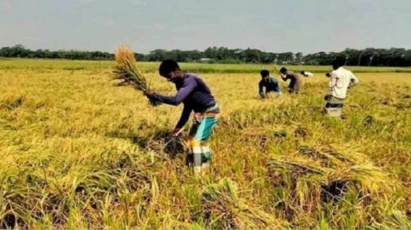 বোরো ধান সংগ্রহ ২০২৫