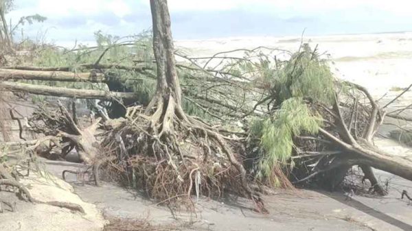 কক্সবাজার সৈকতে ভয়াবহ ভাঙন, উপড়ে যাচ্ছে ঝাউগাছ ও পর্যটন কাঠামো