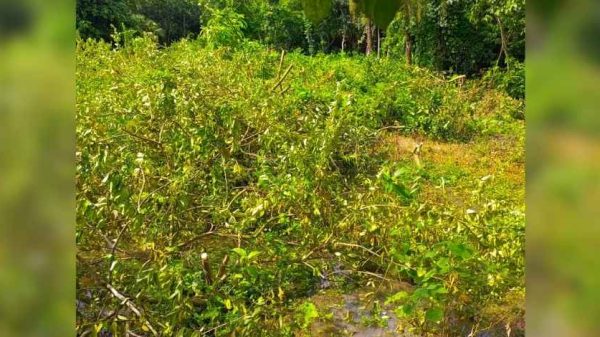 কালীগঞ্জে রাতে দুর্বৃত্তদের কাটা ৪৮টি ধরন্ত কাগজী লেবু গাছ, পথে বসেছেন কৃষক