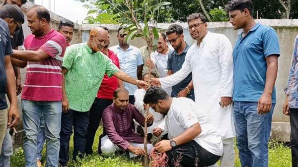 কালীগঞ্জে জুলাই শহীদের স্মরণে হামিদের বৃক্ষরোপণ কর্মসূচি