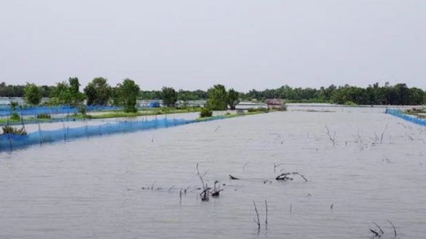 বাগেরহাটে ভারী বৃষ্টিপাতে নিম্নাঞ্চল প্লাবিত, ডুবে গেছে মাছের ঘের ও ফসলি জমি