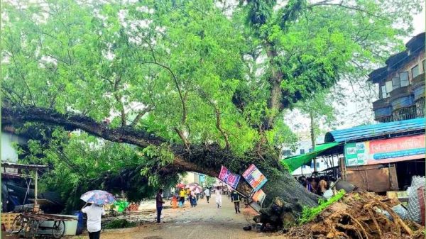 কালীগঞ্জে শতবর্ষী গাছ উপড়ে ভবনের উপর, আগুনে আহত ১