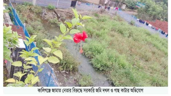 কালীগঞ্জে জামাত নেতার বিরুদ্ধে সরকারি জমি দখল ও গাছ কাটার অভিযোগ