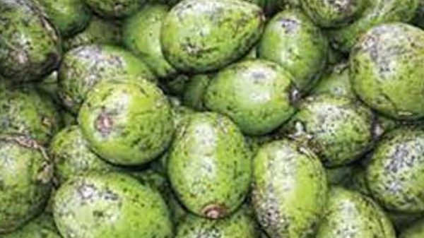 বাজারে অপরিপক্ক আমড়া বিক্রিতে ক্ষতির মুখে কৃষক ও ঐতিহ্য
