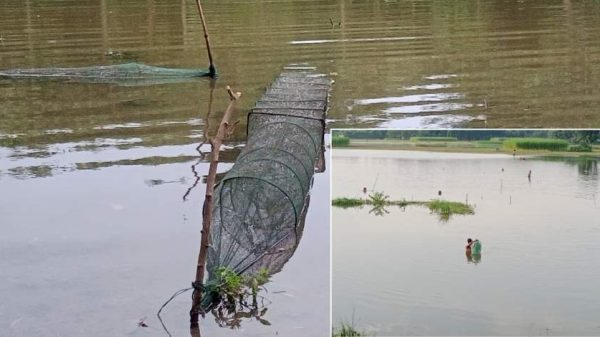কালীগঞ্জে চায়না দুয়ারী জালে মাছের রেণু ধ্বংস, নদী-বিল হুমকিতে
