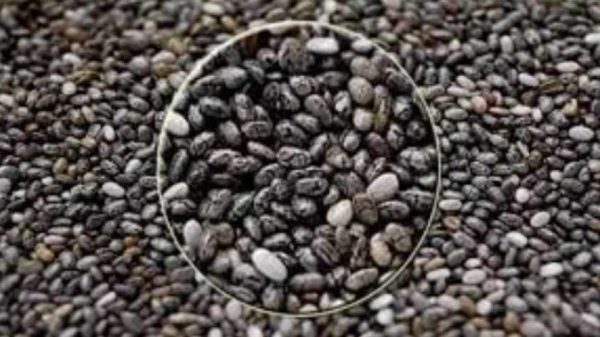 চিয়া সিড খাওয়ার আশ্চর্য উপকারিতা জানুন। মাত্র এক সপ্তাহ নিয়মিত খেলে বয়স ধীর হয়, ওজন কমে, হার্ট ভালো থাকে, হাড় মজবুত হয় এবং রক্তে সুগার স্পাইক নিয়ন্ত্রণে থাকে।