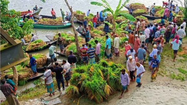 পিরোজপুরের কাউখালীতে ভাসমান হাটে জমজমাট আমন ধানের চারা বিক্রি চলছে। প্রতি সপ্তাহে দুই দিন বসা এই বাজার থেকে আশপাশের জেলার কৃষকেরা কয়েক লক্ষ টাকার চারা কিনে নিচ্ছেন। কৃষি কর্মকর্তারা বলছেন, এ হাট কৃষিতে সম্ভাবনার নতুন দিগন্ত উন্মোচন করছে।