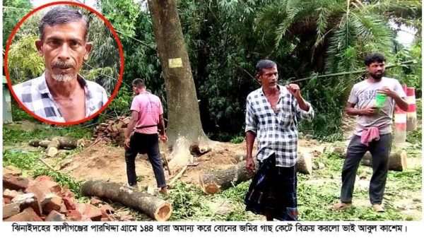 ঝিনাইদহের কালীগঞ্জে আদালতের ১৪৪ ধারা উপেক্ষা করে বোনের জমি থেকে দুইটি রেইনট্রি গাছ কেটে বিক্রি করেছে ভাই আবুল কাশেম। এতে বাধা দিলে বোন রোকেয়া বেগম ও তার সন্তানরা মারধরের শিকার হন।
