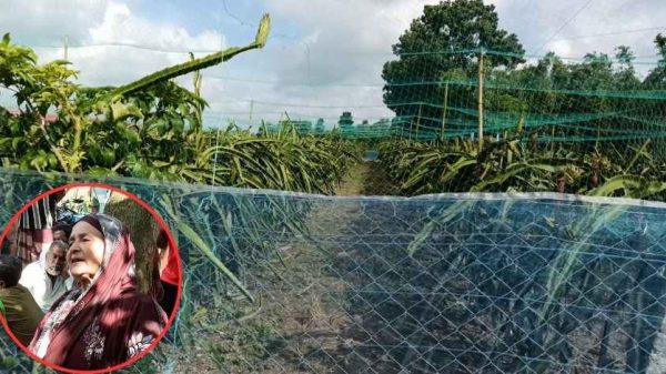 ঝিনাইদহের কোটচাঁদপুরে ড্রাগন ক্ষেতে শেয়াল ঠেকাতে দেওয়া বিদ্যুতের তারে জড়িয়ে কৃষক শাহাদত হোসেন ও একটি গরুর মৃত্যু হয়েছে। আহত হয়েছেন আরেক কৃষক। পুলিশ বাগান মালিককে আটকের চেষ্টা করছে।