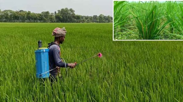 রোপা আমনে মাজরা পোকার আক্রমণ