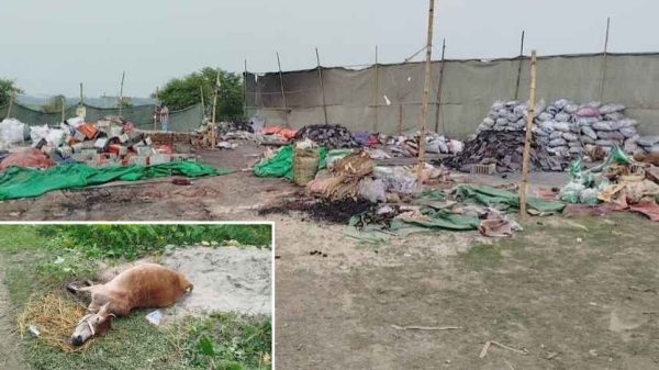 জামালপুরে এসিড মেশানো ঘাস ও পানি খেয়ে কৃষক হেকমত আলীর ৪টি গরুর মৃত্যু হয়েছে। আরও ৮টি গরু অসুস্থ অবস্থায় চিকিৎসাধীন। ব্যাটারি পোড়ানোর কারখানার বর্জ্যেই ঘটেছে এ প্রাণহানি বলে জানিয়েছেন প্রাণিসম্পদ কর্মকর্তা।