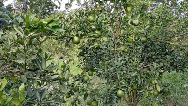 পিরোজপুরে সমতল ভূমিতে মাল্টা চাষে ব্যাপক সাফল্য পেয়েছেন কৃষকরা। চলতি মৌসুমে ৪৩০ হেক্টর জমিতে ৬ হাজার ২শ মেট্রিক টন মাল্টা উৎপাদনের লক্ষ্য। কৃষি বিভাগ বলছে, সম্ভাবনা ৩১ কোটি টাকার ব্যবসা।