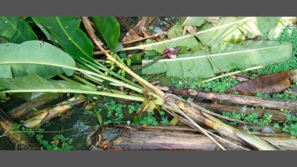 পিরোজপুরের ইন্দুরকানীতে বিএনপি নেতা আলতাফ হোসেনের দুই শতাধিক কলাগাছ কেটে ফেলার অভিযোগ উঠেছে আওয়ামী লীগ নেতা শাহজাহান হাওলাদারের বিরুদ্ধে। জমি দখলকে কেন্দ্র করে এই ঘটনা ঘটে বলে জানা গেছে।